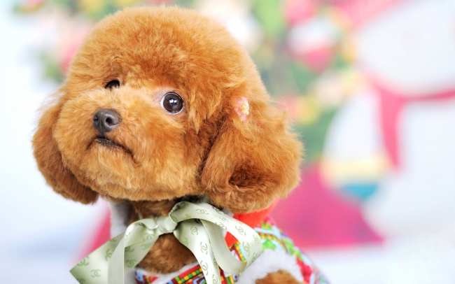 2025年属猪人财神爷方位