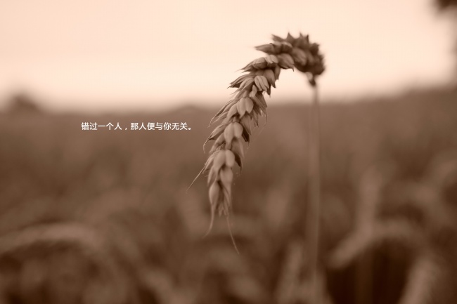 土和土的夫妻命运 是几等婚姻