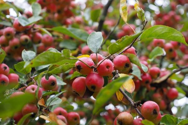 男方属虎女性属牛能结婚啊