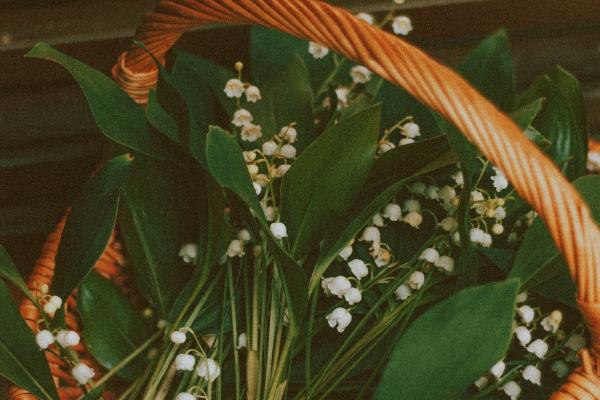 属鼠人2025年事业运怎样