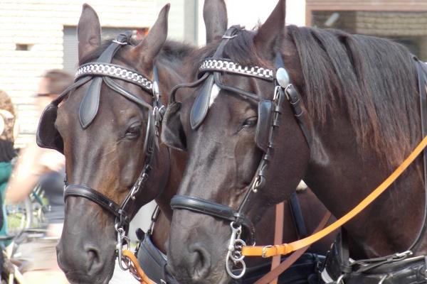 12生肖今日运势详解（2024.10.16）