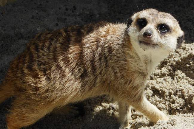 属蛇人2025年每月运势