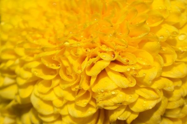 80年属猴女2025年运势完整版