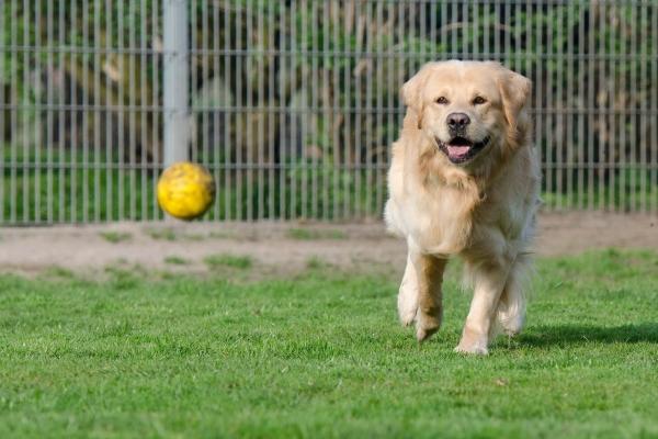 属猪人出生的富贵时辰