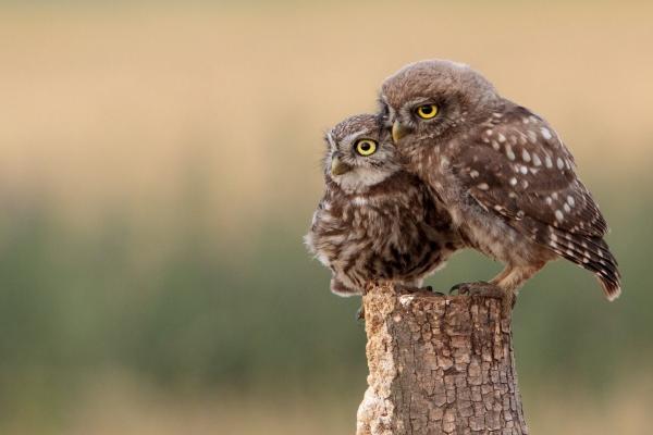 2025属猪冲太岁会怎么样