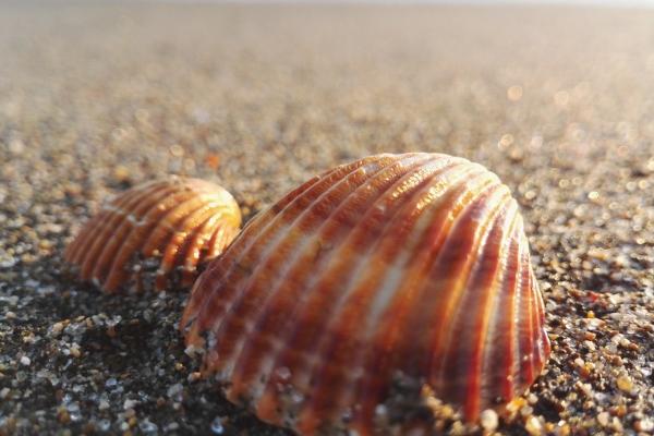 属狗男最疼娶哪个生肖女