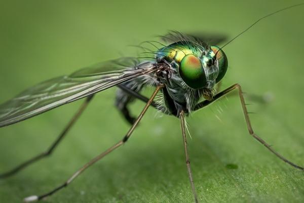 富贵狗一般生在几月