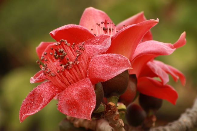 属鸡人最大的克星是谁 属鸡人最大的克星是谁