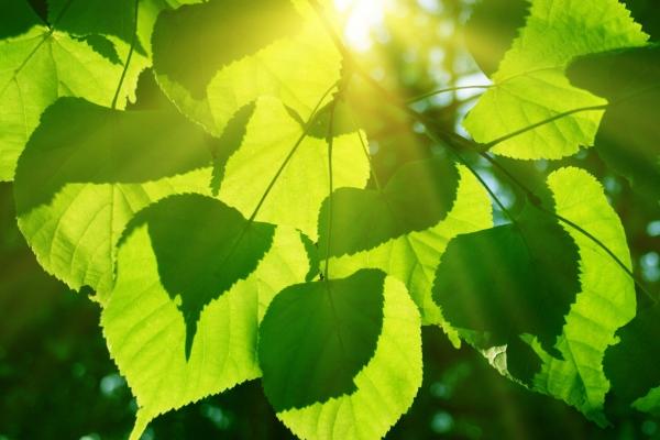 06年属狗人什么命