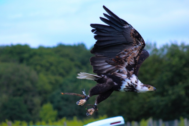 68年猴2025蛇年运势如何