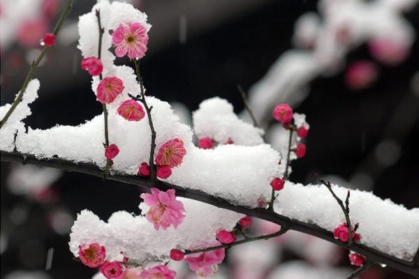 未时属狗男人命运