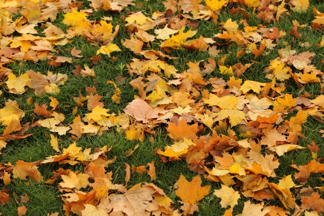 属鸡石榴木命人适合做什么生意好