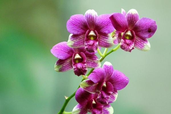 属龙人要珍惜的2个人