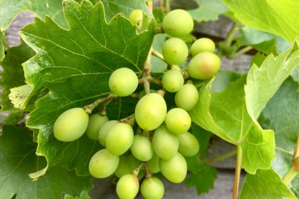 1982年属狗何时走大运 1982年属狗何时走大运