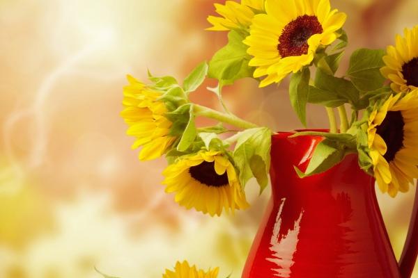 属狗男最爱的属相女