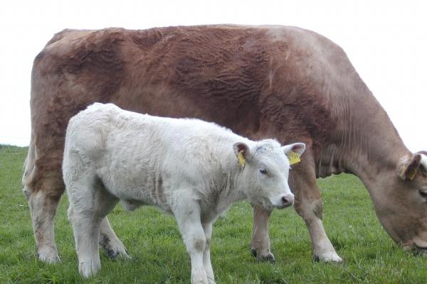 鼠的最佳四个贵人