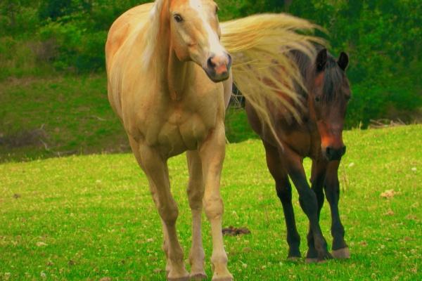 属鸡人最难熬的年龄