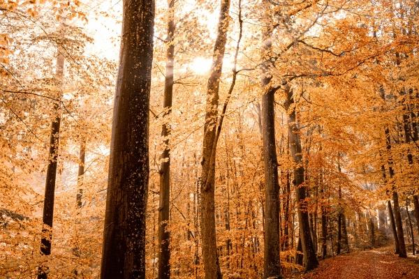 属蛇女几月出生旺夫