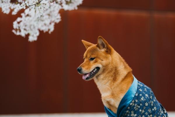69年属鸡人2025年每月运势及运程详解