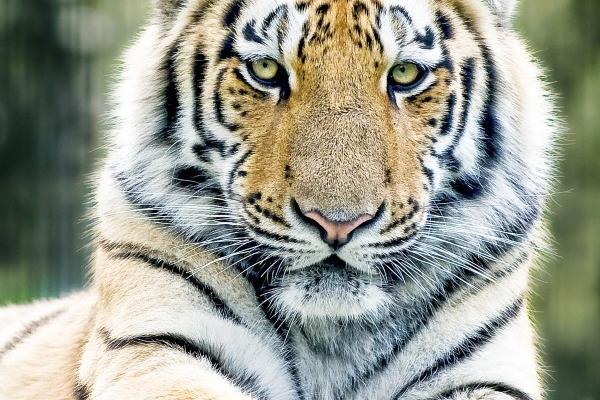 2025属猪的阴历每月运势