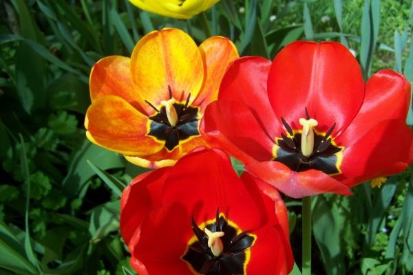 2025属狗要小心一个人 2025属狗要小心一个人