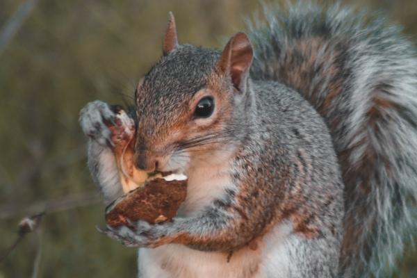 属猪人2025运势运势详细说明