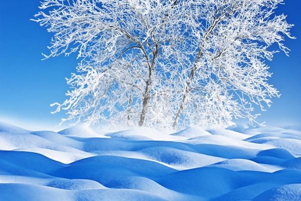 2004年属猴是什么命