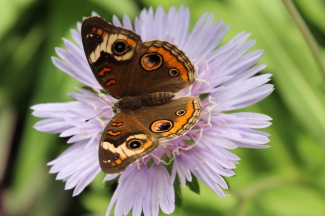 属虎12月出生是什么命