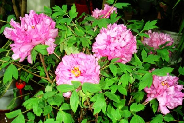 81年属鸡人2025年全年运势