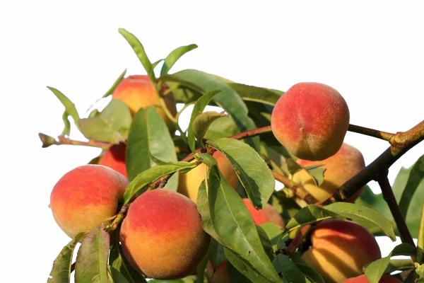 75年属兔的2025年运势