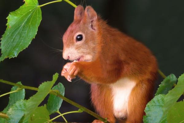 3两女命适合哪个生肖 3两女命适合哪个生肖