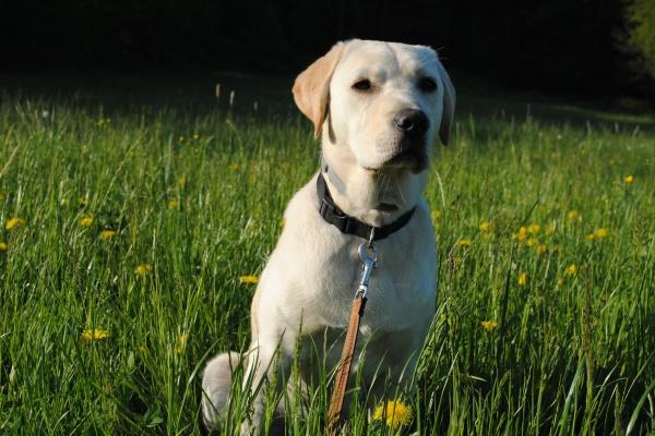 59年属猪2025年运势如何