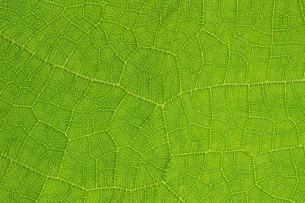 属相羊和龙相冲怎么化解 属相羊和龙相冲怎么化解