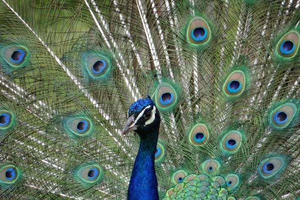 78年马女2025有喜事