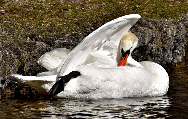 82年属狗人2025年运势女性