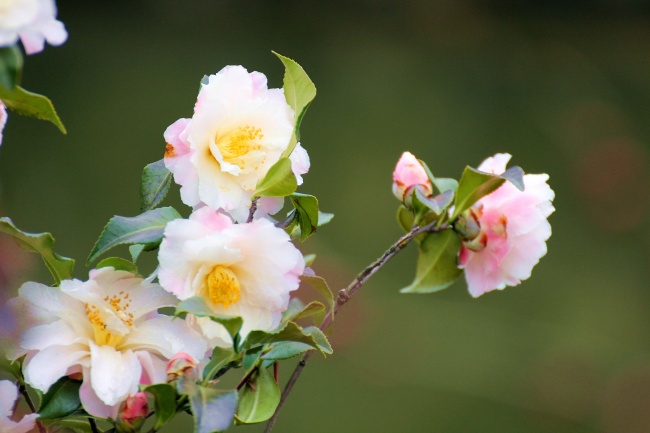 86年属虎女最后的下场