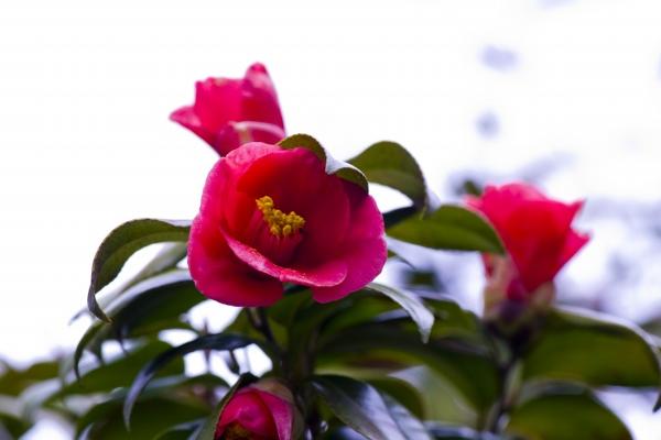 77年属蛇人的幸运数字和颜色