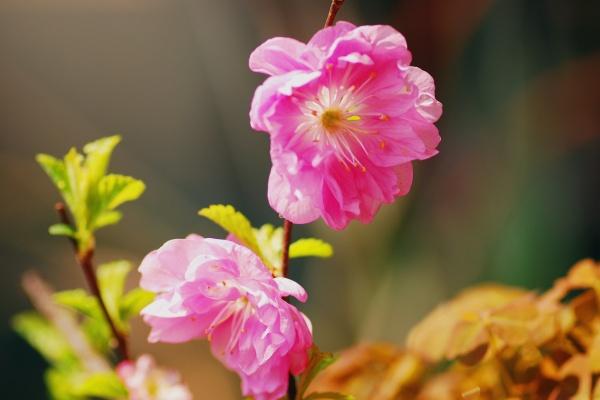 68年猴晚年谁陪 68年猴晚年谁陪