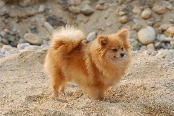 80年农历七月份的男猴什么命 80年农历七月份的男猴什么命