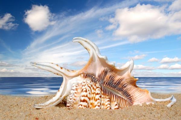 79年羊做什么生意最旺 79年羊做什么生意最旺