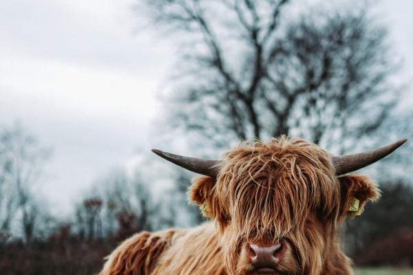 1987年属兔女2025年运势