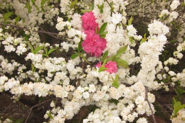 1982年属狗的2025年运势和财运怎么样 1982年属狗的2025年运势和财运怎么样