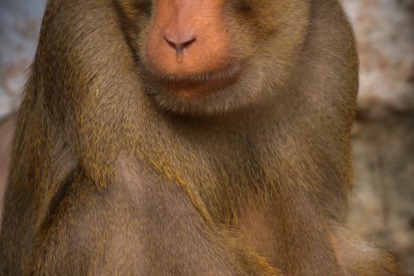 2004年属猴2025全年运势 2004年属猴2025全年运势