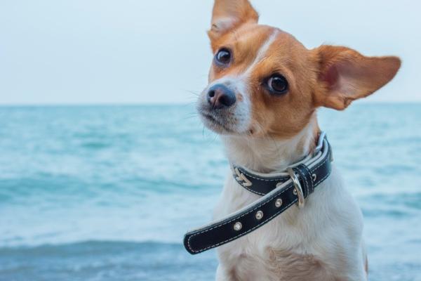 91年属羊34岁2025年运势