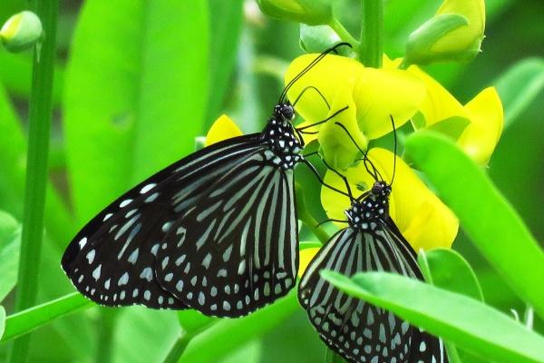 1961年属牛人2025年全年运势 1961年属牛人2025年全年运势