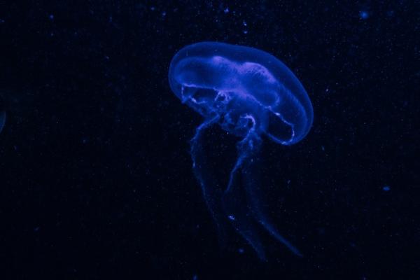 97年属牛女2025年运势 97年属牛女2025年运势