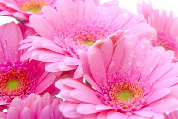 1999年属兔2025年运势