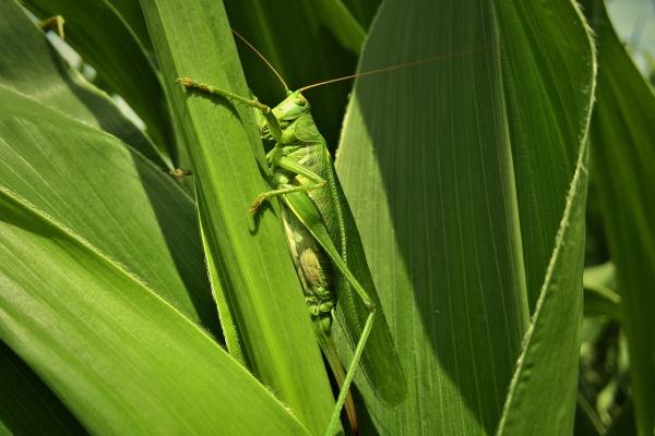1981年鸡人在2025年的运气 1981年鸡人在2025年的运气