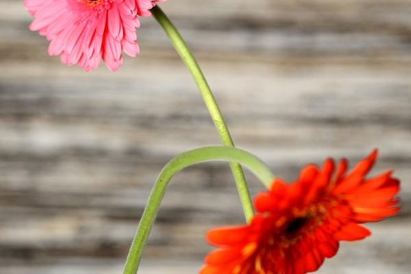 2025年83年属猪人的全年运势 2025年83年属猪人的全年运势