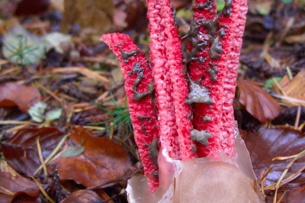 93年属鸡人2025年运势 93年属鸡人2025年运势